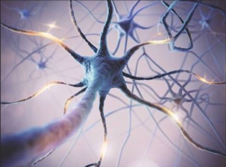 GABA and Glutamate: The Brain’s Brake and Gas Pedals 4 GABA and glutamate