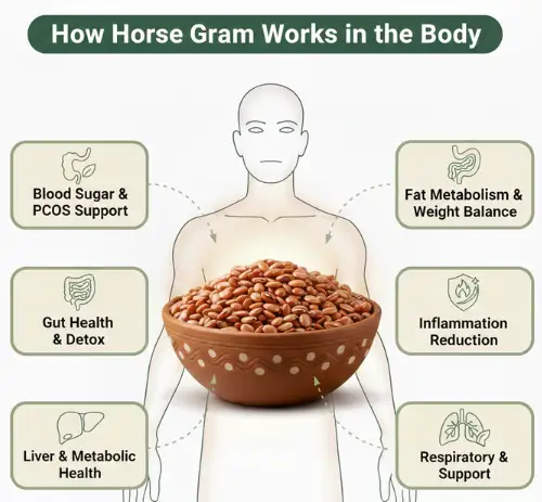 Horse Gram (Kulthi / Kollu): Ancient Superfood for Gut, Hormones & Metabolic Health 3 How Horse Gram Works in the Body
