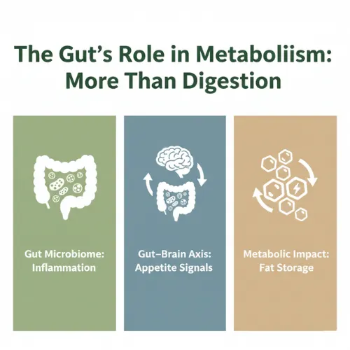 Why Your Body Holds On to Fat : The Functional Medicine Approach to Weight Loss via Gut, Hormones & Liver Health 2 The Gut’s Role in Metabolism: More Than Digestion